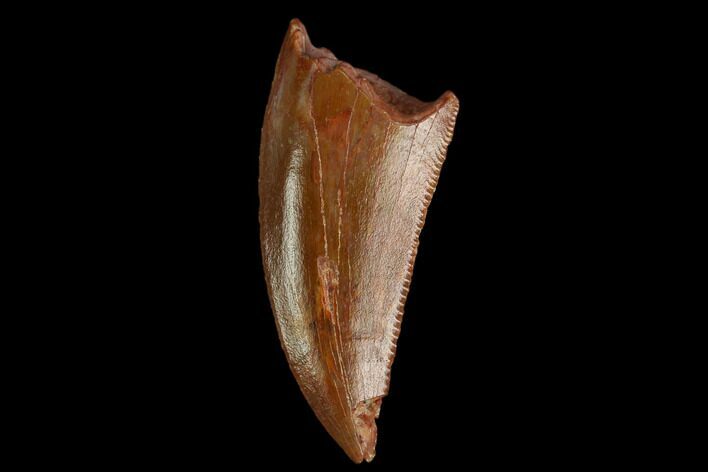 Serrated, Raptor Tooth - Real Dinosaur Tooth #130344